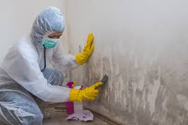 Best Environmental Consulting for Mold Prevention  in East Moline, IL